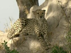 MS Cheetah sitting on termite mound observing surroundings / Okavango Delta, North West District, Botswana Stock Footage