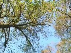 HD: Treetops Stock Footage
