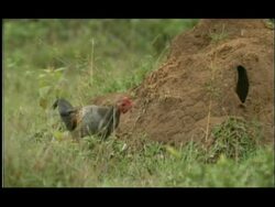 Termite mound in woodland clearing; Jungle Fowl (Gallus sp) foraging for emerging termites, Nagarahole, India Stock Footage