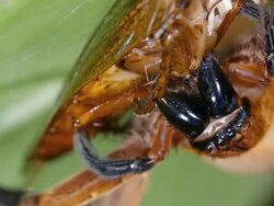 Giant Crab Spider (Sadala sp. family Sparassidae) Stock Footage