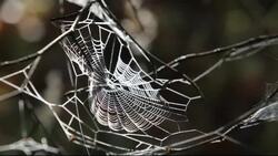 A spiders web blowing in the breeze covered in dew on an autumn morning, Ambleside, UK. Stock Footage