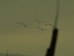 Ducks at Dawn 005 Stock Footage