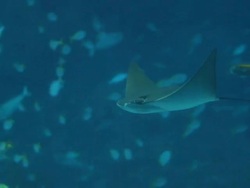 Davil ray Stock Footage