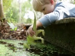Boy playing with toy dinosaur laying on wooden bridge in woodland. Stock Footage