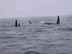 HD: Orcas Stock Footage