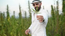 Man and cannabis. Stock Footage