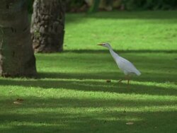 WS, PAN, Great Egret (Area alba) walking on lawn Stock Footage