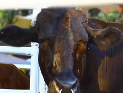 black cow Stock Footage