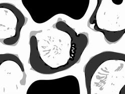 HELLEBORES : (LOOP) Stock Footage