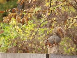 squirrel with a nut Stock Footage
