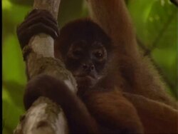 Spider Monkey ?, CU monkey in tree, holding onto branches, looks around, looks sad, Panama Stock Footage