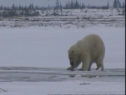 Polar bear (Ursus maritimus) pulling seaweed from ice hole Stock Footage