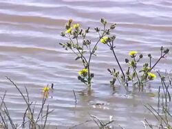 MS Shot of Weeds in field / Melbourne, Australia Stock Footage