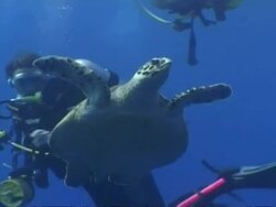 MS Hawksbill sea turtle, Eretmochelys imbricata, swims to surface passes divers, Maldives Stock Footage