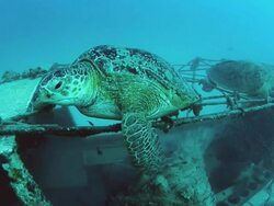 Green Turtle resting Stock Footage