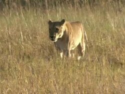 MS TS Shot of collared lioness walking through floodplain water followed by lion / Okavango Delta, North-West District, Botswana Stock Footage