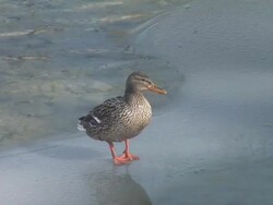 HD: Duck Stock Footage