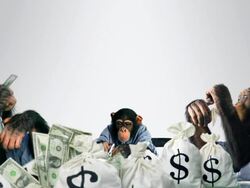 Monkeys eating Cash Stock Footage