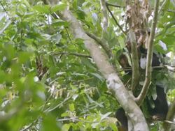 MS Sun bear eating leaves on tree and sleeping / Sandakan, Sabah, Malaysia Stock Footage