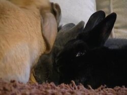 Rabbits. Stock Footage