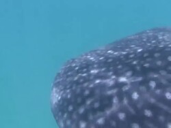 Whale Shark (Rhincodon typus) Stock Footage