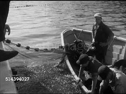 1952: PORTLAND HIGH SCHOOL WORKSHOP: VS Sardine fishermen on row boat w/ net pulled up from Portland Harbor, some sardines in net, Dr. James Flanagan & Portland H.S. students watching, observing from separate boat, sardine fishes in water. Maine, ME Instructional Video