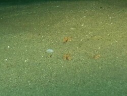 CU Electric eel camouflaged with sand / Matola, Maputo, Mozambique Stock Footage