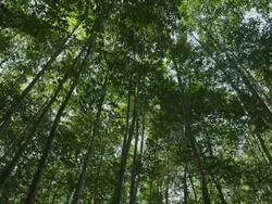 MS TU Shot of trees in forest / Cortes, British Columbia, Canada  Stock Footage