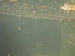 Mosquito larvas underwater Stock Footage