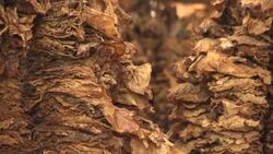 Civil war helps tobacco sales boom Instructional Video