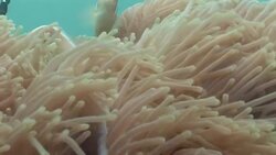 The tentacles of coral undulate in the currents of the Mekong River. Stock Footage