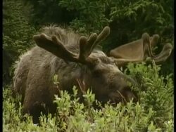MCU bull moose grazing on shrubs, big antlers, Arctic circle Stock Footage