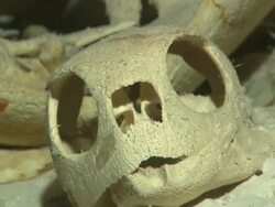 Turtle, skeleton, Skull Palau, South Pacific  Stock Footage