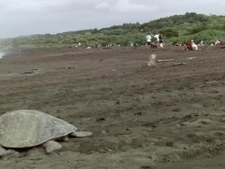 MS Olive Ridley going back to sea after laying eggs on beach / Guanacaste, Costa Rica Stock Footage