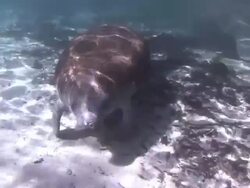 Manatee Stock Footage