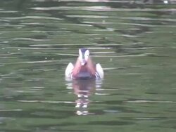 Pharaon duck 12  1080/60i Stock Footage