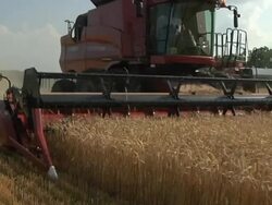 MS POV Farmer cutting a wide path of winter wheat with combine during summer harvest / Dansville, Michigan, United States Stock Footage
