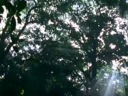 Rainforest interior, crane around to sunlight beaming through trees, Panama. Stock Footage
