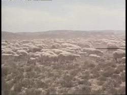A large flock of sheep walks across a field. News Clip