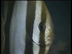 CU juvenile Batfish looking to camera, talking, zooms out to MS of group of Batfish, Derawan, Indonesia Stock Footage