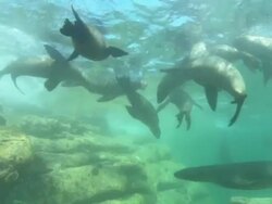 Sea Lions, nose to lens, Mexico  Stock Footage