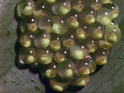 Tree frog eggs on leaf, tadpoles within eggs, Panama. Stock Footage