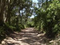 Forest Stock Footage