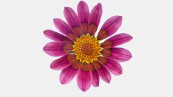 Sun Flower - Gazania blooming in a time lapse video on a white background. Alpha channel included. Stock Footage