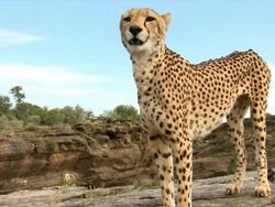 CU PAN Cheetah in rocky area / Kunene, Namibia Stock Footage