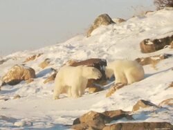 MS PAN Two polar bears playing in snow / Churchill, Manitoba, Canada Stock Footage