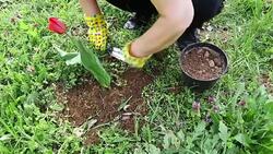 Active Senior Woman Gardening Stock Footage