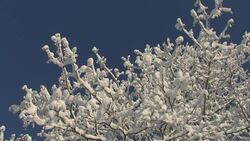 Winter background Stock Footage