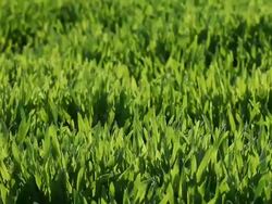 Green grass Stock Footage