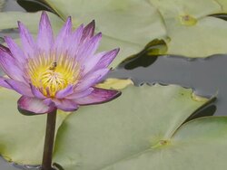 Tropical waterlily Stock Footage